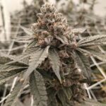 Strawberry Sherbcake