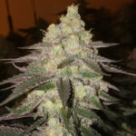 Banana Daddy Auto RBX2