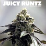 Juicy Runtz