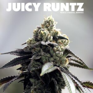 Juicy Runtz