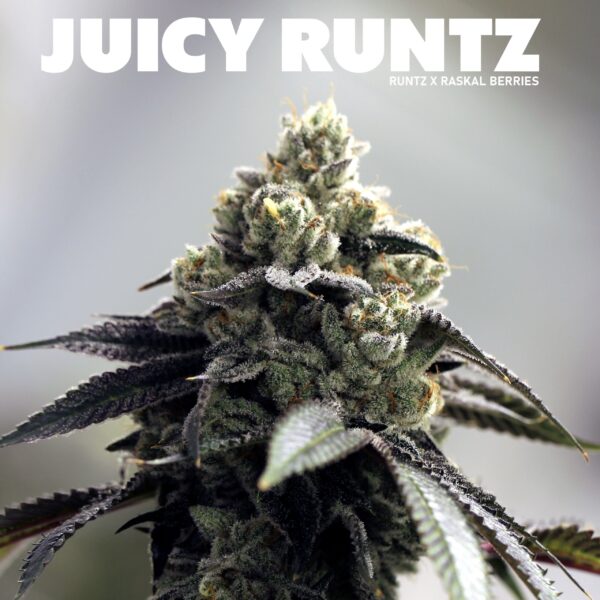Juicy Runtz