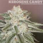 Kerosene Candy