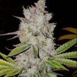 Lilac Diesel Auto RBX2
