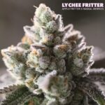 Lychee Fritter
