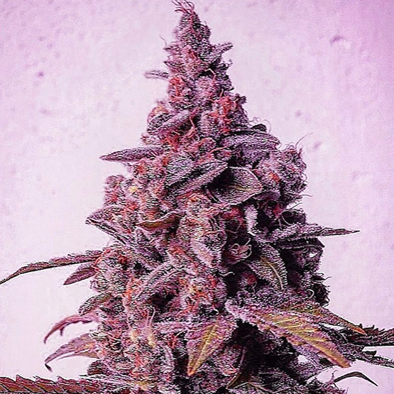 Mandarin Zkittlez R1