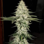 Planet of the Grapes Auto