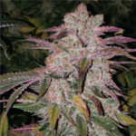 Purple Thai Auto RBX1
