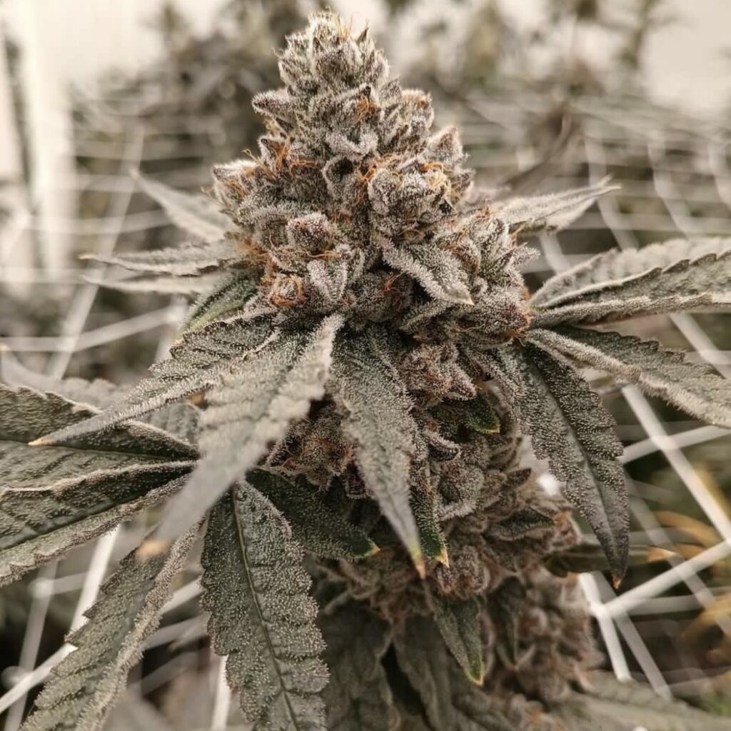 Strawberry Sherbcake