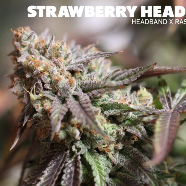 Strawberry Headband